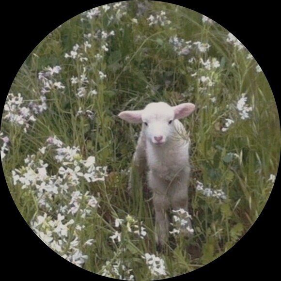 lullabylamb